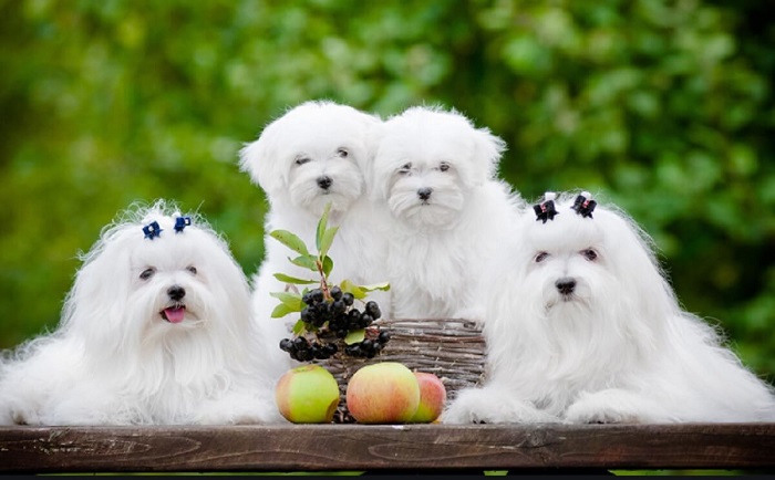 nhung-con-vat-trong-so-de4-1 Mỗi con vật đều tương ứng với những con số khác nhau