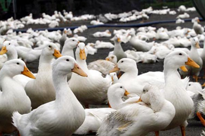 nhung-con-vat-trong-so-de6-1 Giải mã giấc mơ thấy con vịt để đánh lô đề cực chuẩn